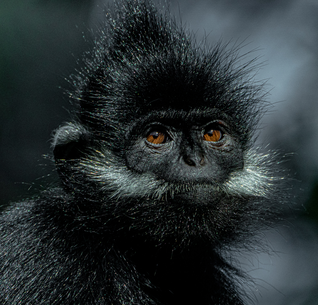 Angola Colobus Monkey_Adrian_Phillips